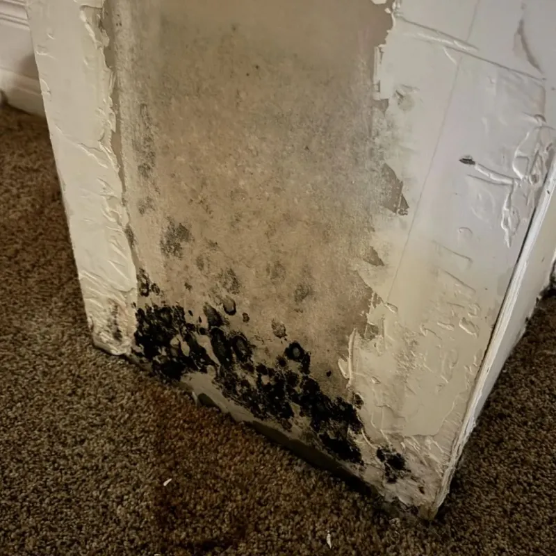 Professional Mold Removal in Nutter Fort, WV